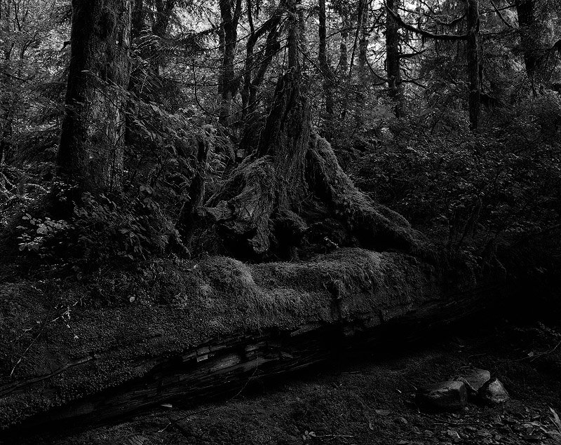 latest-dark-forest.jpg